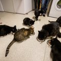Turvakodu kasside ravikulud küündivad tuhandetesse