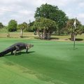 VIDEO: Alligaator golfiväljakul – tavaline pilt!