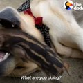 LÕBUS VIDEO | Teistmoodi põrsapõli: väike metssiga otsustab koeraks hakata