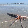On ikka mürakas! Lõuna-Aafrika rannast leiti 300-kilone kalmaar
