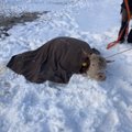 FOTOD | Tiigi jääle läinud veis vajus läbi, päästjad tõmbasid ta kaelani veest sarvipidi välja