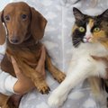 KUULA | Just neid lemmikloomade terviseprobleeme saab õigesti valitud ravitoiduga kontrolli all hoida