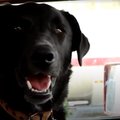 Emotsionaalne videolugu: reisil varastatud koer näeb 100 päeva hiljem juba lootuse kaotanud omanikke