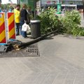 LUGEJA FOTO | Narva maanteel on väike pärnapuu jõhkralt maha murtud. Kommunaalamet: need puud on sel aastal juba korduvalt kannatada saanud