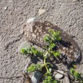 Keskkonnaamet: Saaremaa looderannikul avastatud reostus on rasv