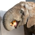 Kurb statistika: 2019. aastal hukkus Sri Lankal rekordarv elevante