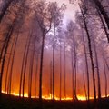 Euroopa vähese metsasuse põhjus peitub ürginimeste korraldatud hiigeltulekahjudes