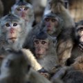VIDEO | Tai ahvid on sõjas, sest koroonahirmus pagenud turistid ei toida neid enam