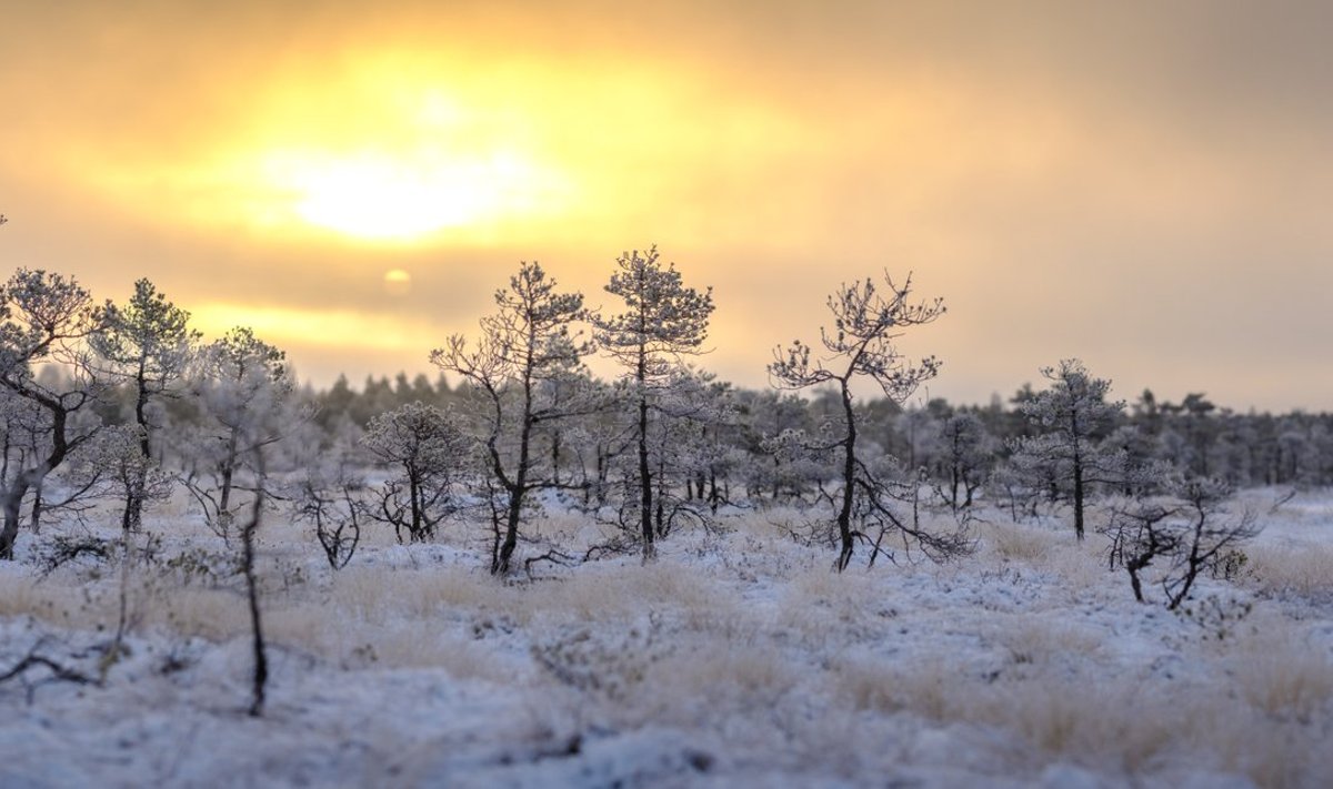Päikesetõus rabas