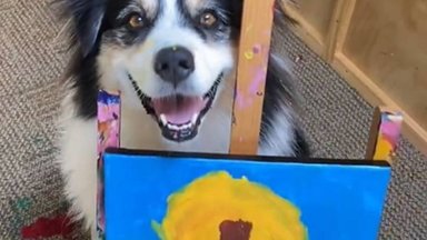 Head viimast und, Secret! Suri sotsiaalmeedias kuulsaks saanud maalikunstnikust koer
