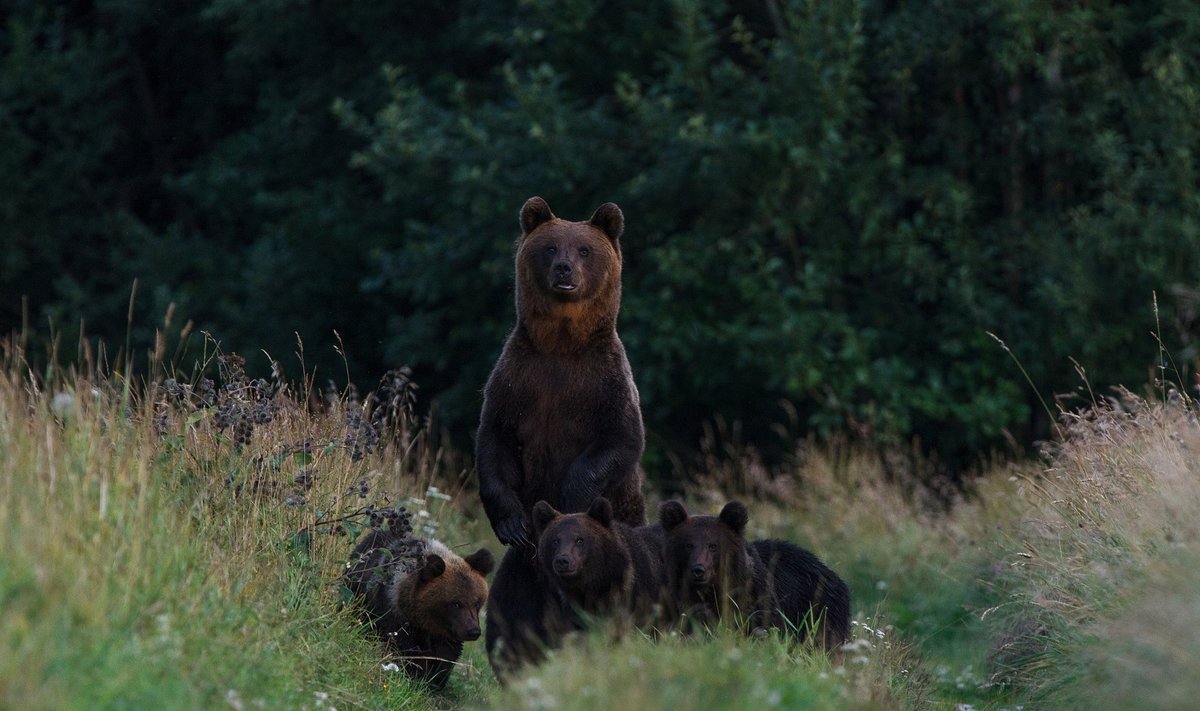 Sõnumiga pilt – kes seal käib ja kas meile kõigile ruumi jagub?