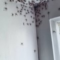 Ämblikud vallutavad kodusid – mõnel pool täitsa tavaline