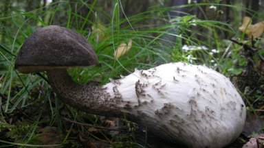ФОТО | "Леннон-гриб" и "Ванька-встанька": посмотрите на эти необычные формы грибов!