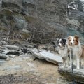 Sandy ja Zoey blogi: rännakud pimedas metsas ja puutumatus looduses õpetavad koerale reeglite kohta palju uut