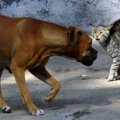 Pilguheit lemmikloomade psühholoogiasse: miks koerad ja kassid omavahel läbi ei saa?