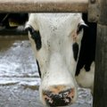 Uued reeglid: tiineid lehmi ei tohi tapamajja viia