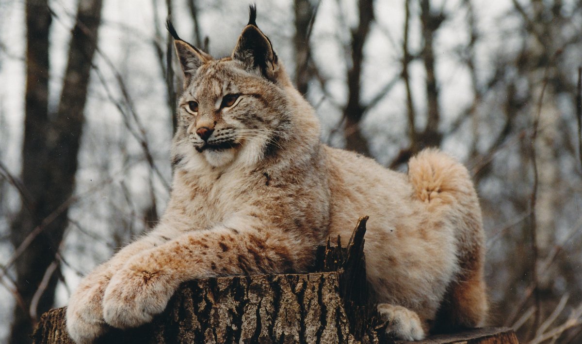 Ilves, Elistvere loomapark
