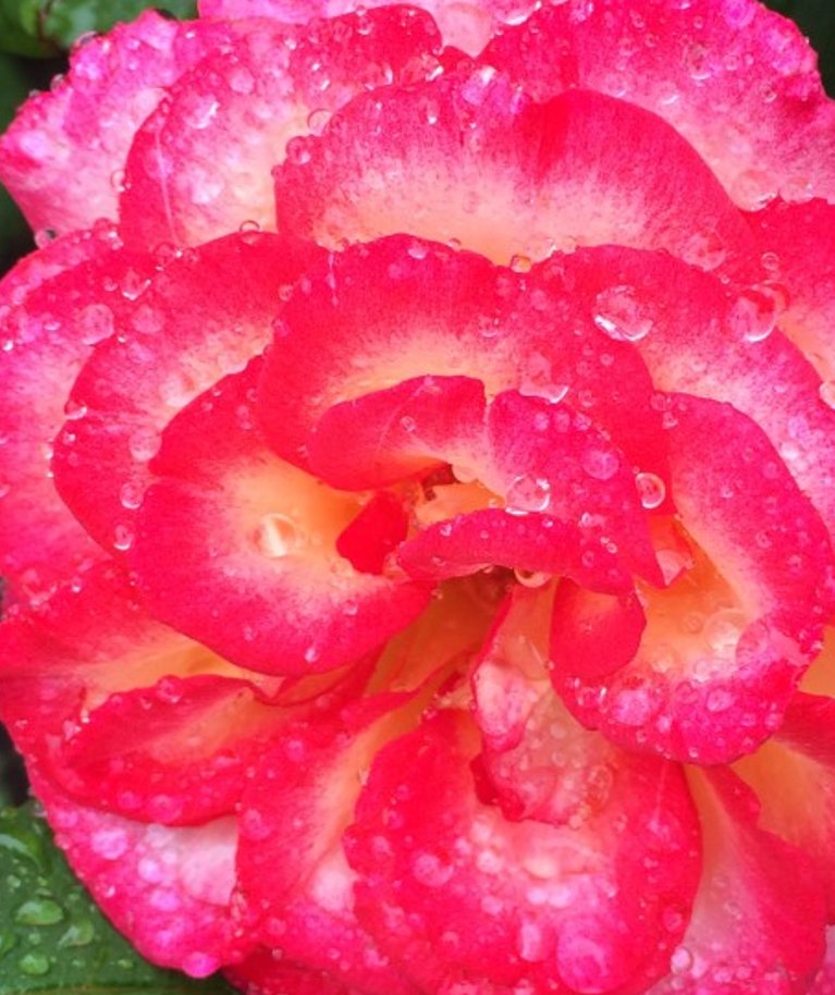 Õigel ajal ümber istutatud peenraroos juurdub ilusti ja õitseb rikkalikult. Pildil näitab oma uhket õit roos ‘Leo Ferre’.