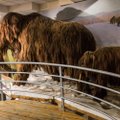 Viimaste mammutite raske elu: lõhna ei tunne ja järeltulijaid ei saa