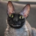 FOTOD | Kass või nahkhiir? Sotsiaalmeedias lööb laineid naljaka välimusega kiisu