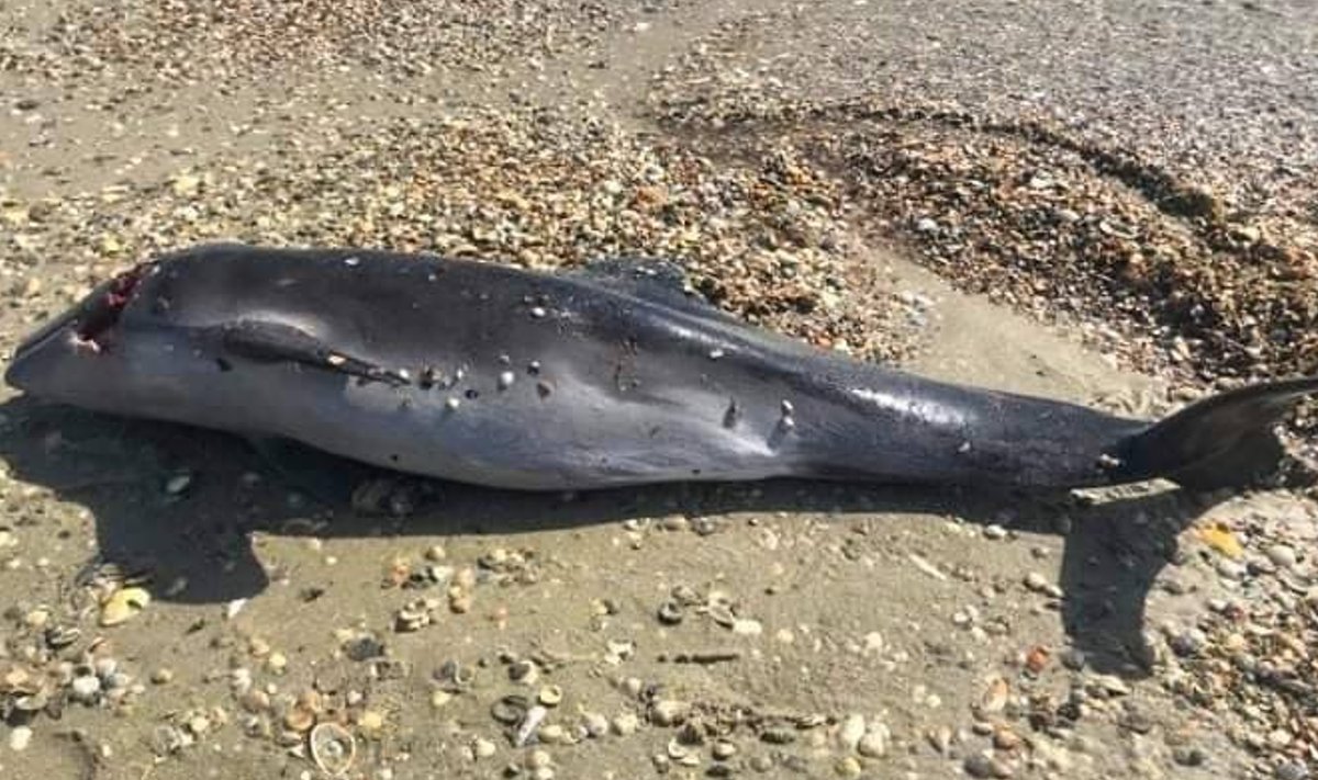 Surnuna leitud delfiin Odessa rannas