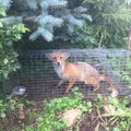 ФОТО | Спасали котика - „спасли“ лисичку!