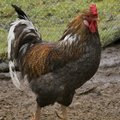 Жить станет лучше, жить станет веселее? Что год грядущий готовит Эстонии и миру