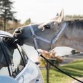 Eriskummalised kaskojuhtumid: lammas lakkus ja hobune hammustas auto katki