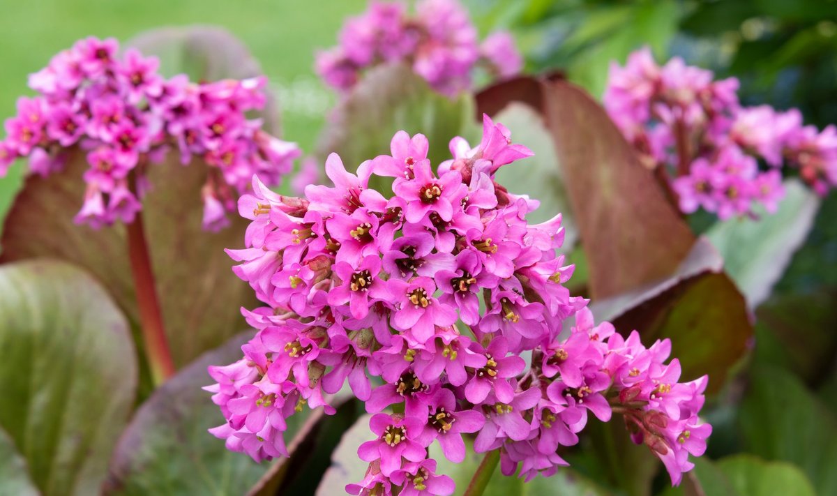 Roosaõieline bergeenia ‘Morgenrote’.