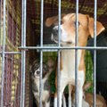 „Teadsin ammu, et see lugu lõpeb halvasti!“ Loomapäästeoperatsioon Setomaal päädis 13 koera hukkamisega