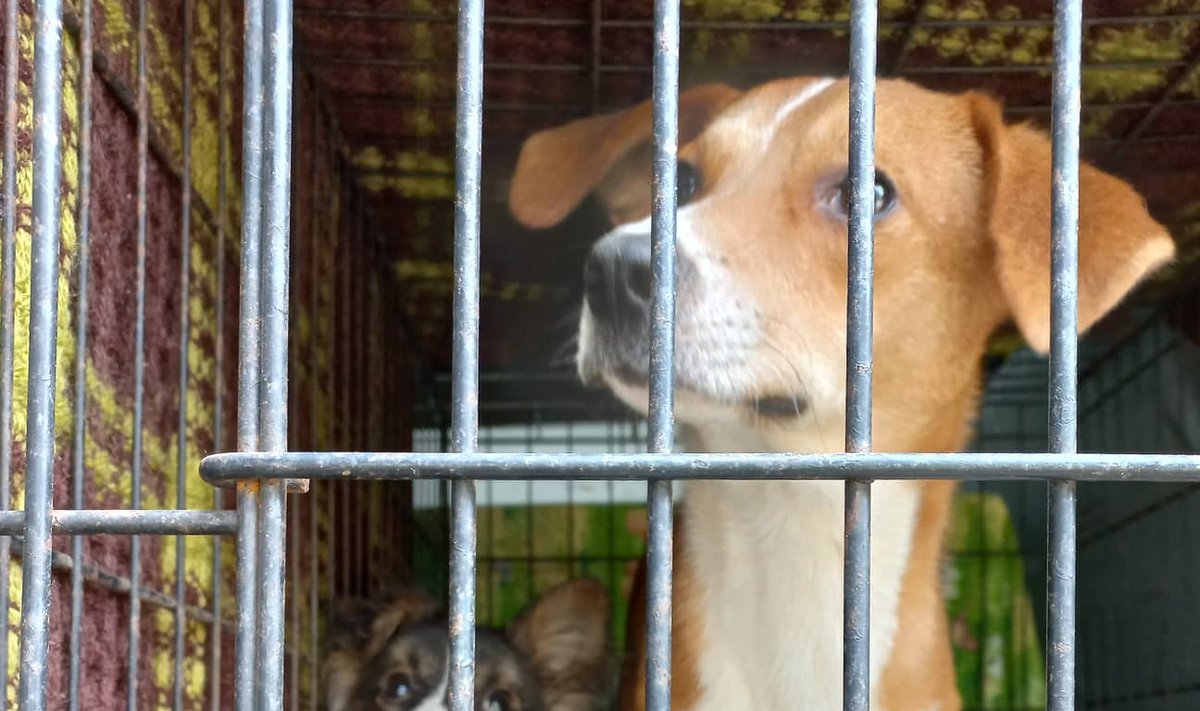 Enamik Treski külast päästetud koertest läks hukkamisele