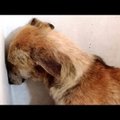Südamlik päästeoperatsioon: Väärkoheldud koer seisab hirmust liikumatuna nurgas päevi, kuni toimub midagi imelist