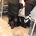 Реакция хозяина собаки на замечание в общественном транспорте: Надень себе намордник и не лай на людей