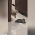 USKUMATU VIDEO | Arukas koer koristab iseenda pissiloigu