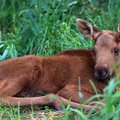 SUUR GALERII | Karud, paabulinnud, ümisejad: vaata, millised armsad loomad ootavad sind Alaveski loomapargis