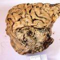Üle 2500 aasta vanune aju on ülihästi säilinud - teadlased uurisid, miks