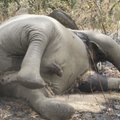 Botswanas on avastatud 90 salaküttide tapetud elevanti