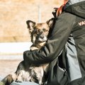Südamekuul loodab varjupaikadest koju pääseda 40 koera