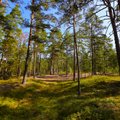 Saaga ei lõpe! Looduskaitseala äärelt puude raiumine tõi kaasa omakohtu 