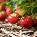 Kasulikud soovitused: aeg rajada uus maasikapeenar