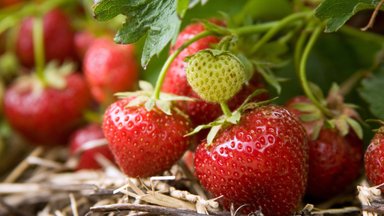 Kasulikud soovitused: aeg rajada uus maasikapeenar