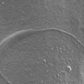Teadlastele põnev leid: 10 miljonit aastat vana spermatosoid!