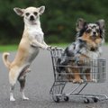 Koer ostab endale koera