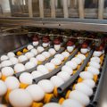 Munadepühadel pole valgete munade otsasaamist karta: müüki pannakse 3,5 miljonit valget muna