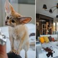 ФОТО | Фантастическое предложение на Airbnb: в Таллинне туристам сдается квартира с необычным жильцом
