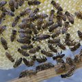 Itaaliast leiti mesilastele ohtlik kahjur – väike tarumardikas