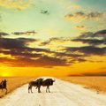 Namiibia – autoturisti tõotatud maa