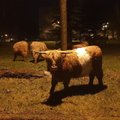 FOTOD JA VIDEOD | Lahtine kari sõiduteel, roiskuv veis karstiaugus - soomlasest ettevõtja loomapidamiskombed nörritavad Jõelähtme kogukonda