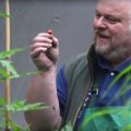 Walesi aednik kasvatas poolkogemata maailma kangeima, lausa eluohtlikult terava piprakauna
