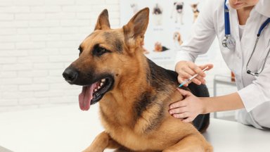 Koeri ja kasse tuleb jälle kohustuslikus korras marutaudi vastu vaktsineerida